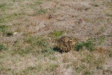Gravesite Picture