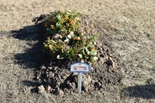 Gravesite Picture